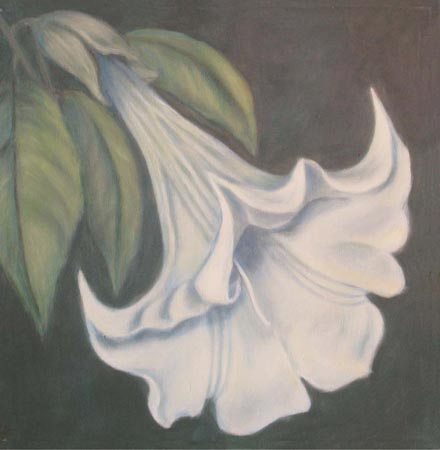 Datura