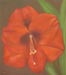 Amaryllis